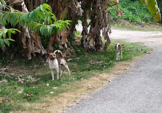 东：文德甲旗山英丹花园住区近来出现大量流浪狗，引起居民隐忧，会带来安全问题。