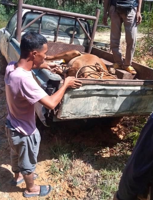 东：随著丹州丹那美拉县甘榜柏拉拉上周五发生老虎咬死当地村民饲养的6头牛事件后，丹州野生动物保护局已经在该村装置了2套捕虎器。