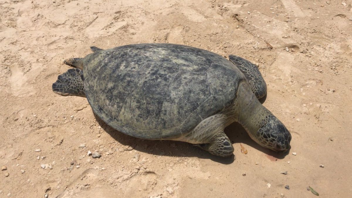东：马江两个地方发现两只绿海龟的尸骸。