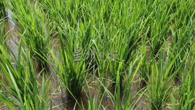 末沙布：每公顷稻产若提高至6吨 马米粮可自供自足