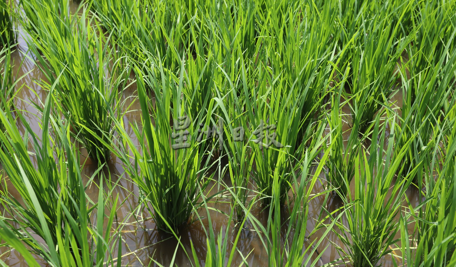末沙布：国内每公顷稻米生产达6吨，足以应付国内需求