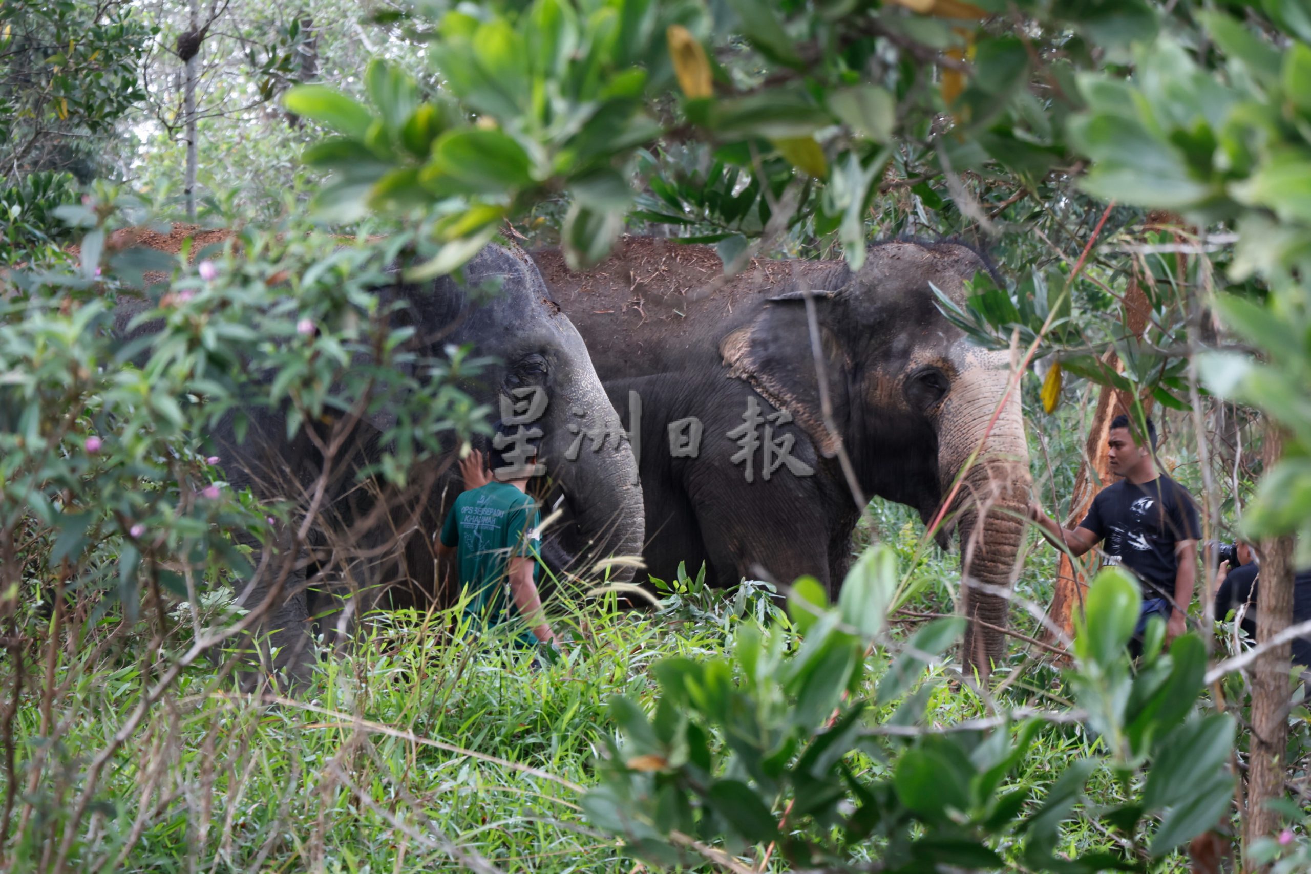 全：野公象疑从登州甘马挽迷路至彭州关丹，大马半岛野生动物保护及国家公园局（PERHILITAN）出动两头母象，协助进行野象转移计划。