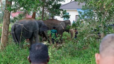出动2驯化母象助转移  引导迷路野象回栖息地
