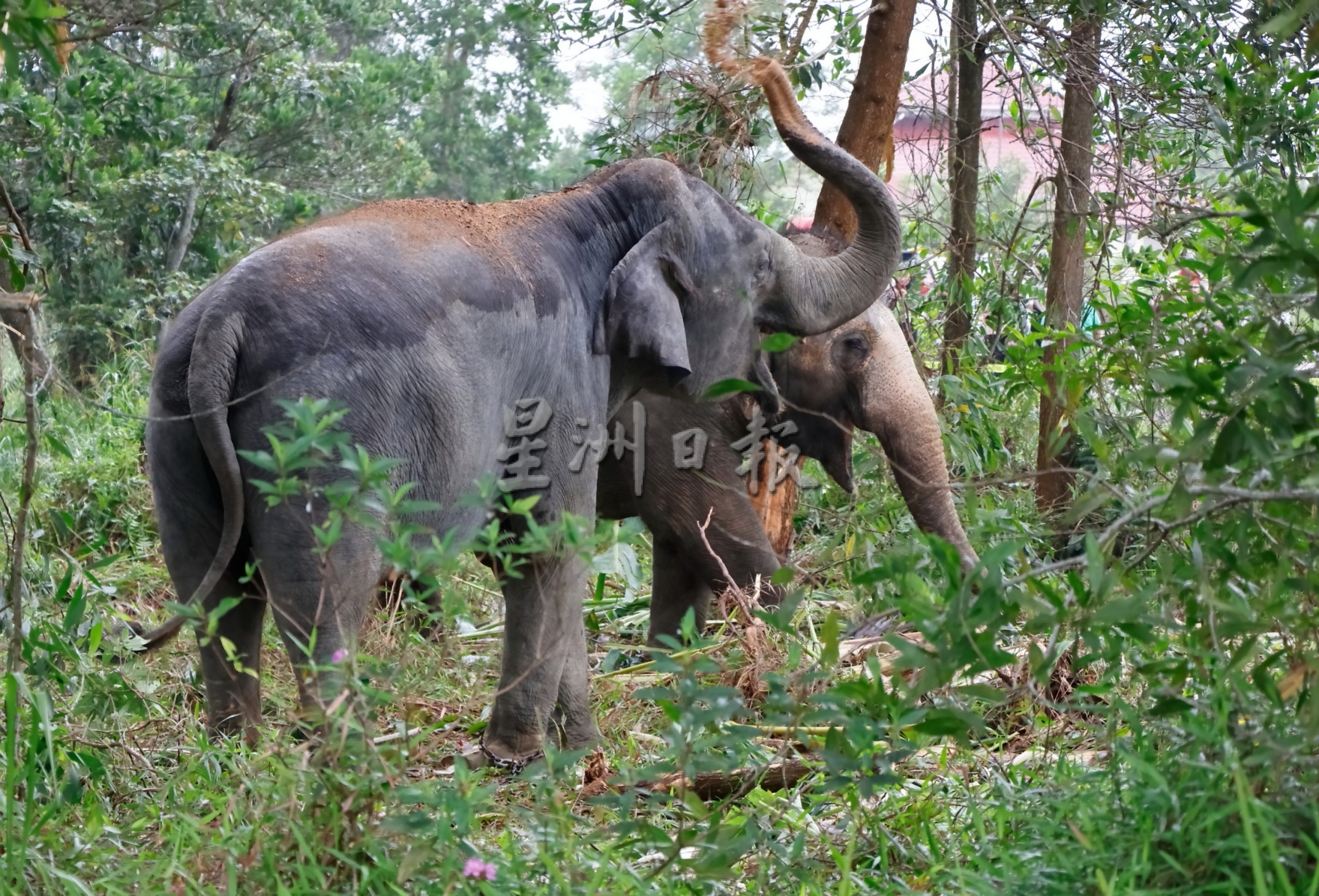 全：野公象疑从登州甘马挽迷路至彭州关丹，大马半岛野生动物保护及国家公园局（PERHILITAN）出动两头母象，协助进行野象转移计划。
