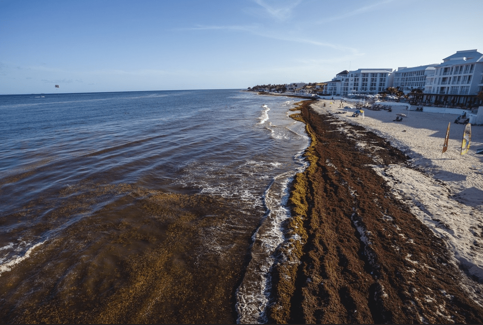 史上最大海藻群将入侵美国海岸 沿岸居民呼吸困难 