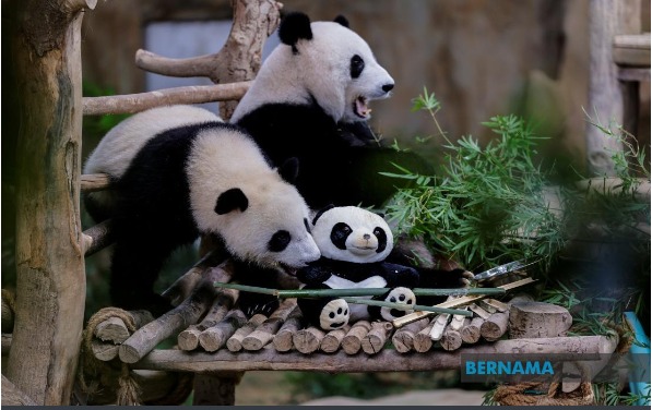 大熊猫被送回中国