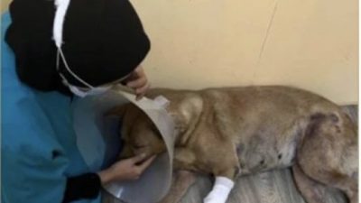 独家|流浪狗被烧伤殴打 没责备施虐者 女兽医坚拒销案