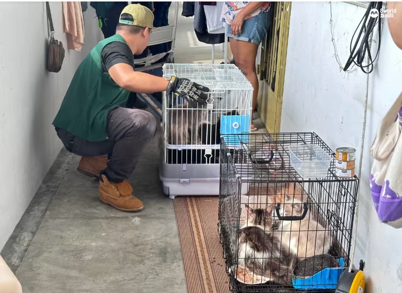 *已签发*柔：狮城二三事：近15只猫疑遭弃养组屋内 狮城女子报警图破门相救