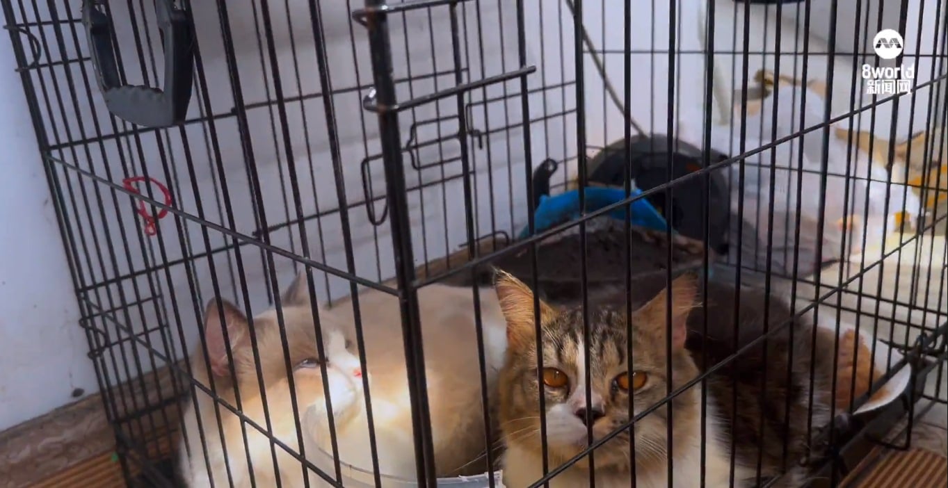 *已签发*柔：狮城二三事：近15只猫疑遭弃养组屋内 狮城女子报警图破门相救