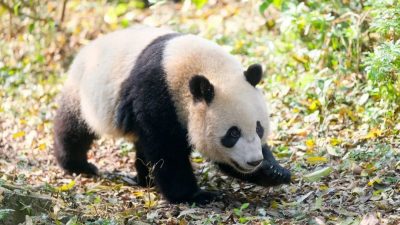 多器官功能衰竭 成都大熊猫“宝新” 离世