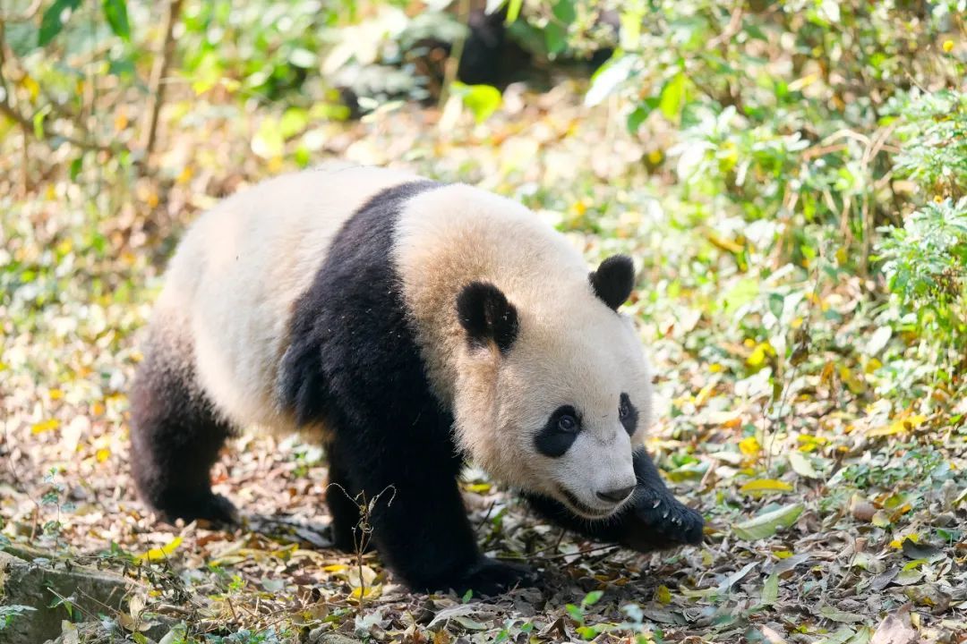 成都大熊猫“宝新”因多器官功能衰竭离世