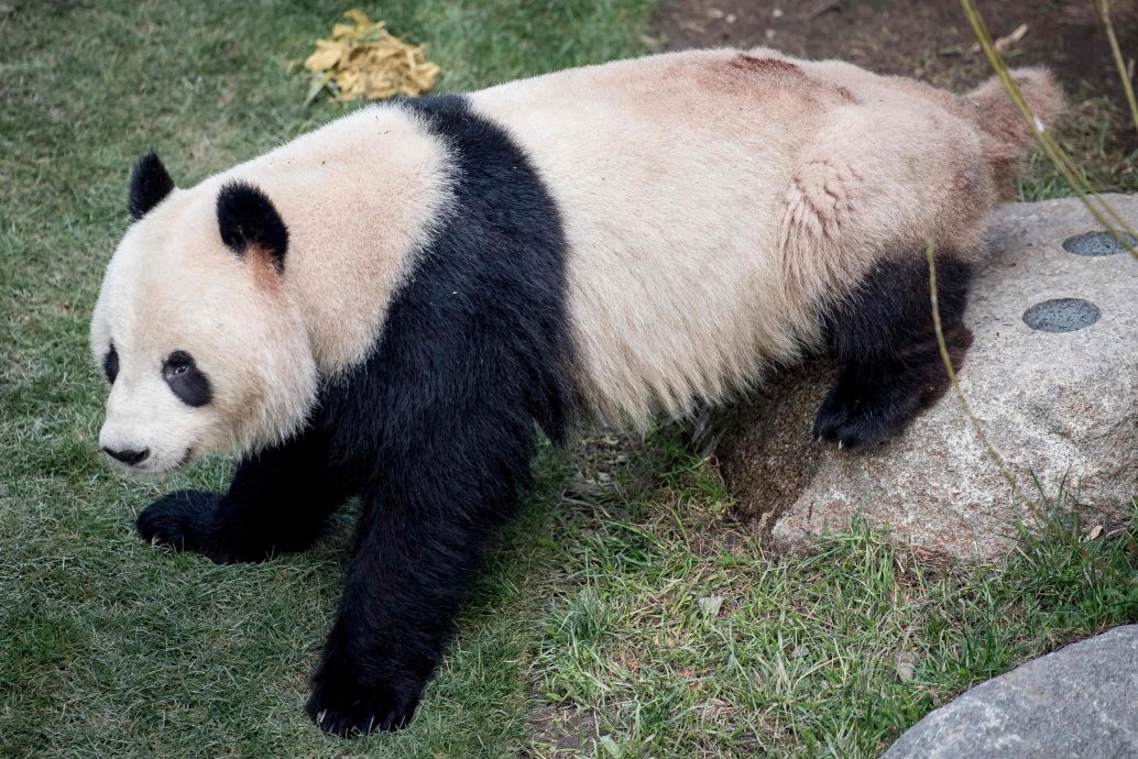 拚图两图已签)助燃熊猫爱的火花 哥本哈根动物园有妙招