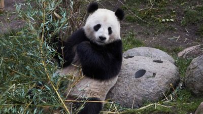 助燃熊猫爱的火花  哥本哈根动物园有妙招