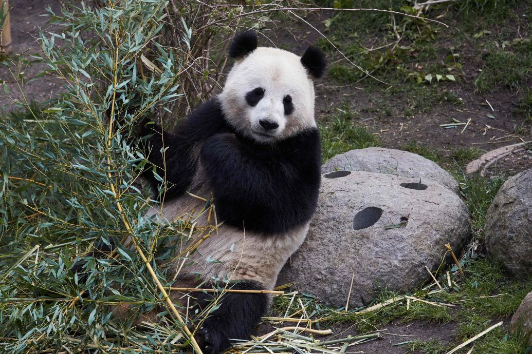 拚图两图已签)助燃熊猫爱的火花 哥本哈根动物园有妙招