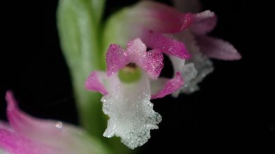 花朵精致如玻璃 科学家发现新品种兰花