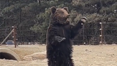 动物园棕熊听游客呼唤站立举掌  网民质疑人扮