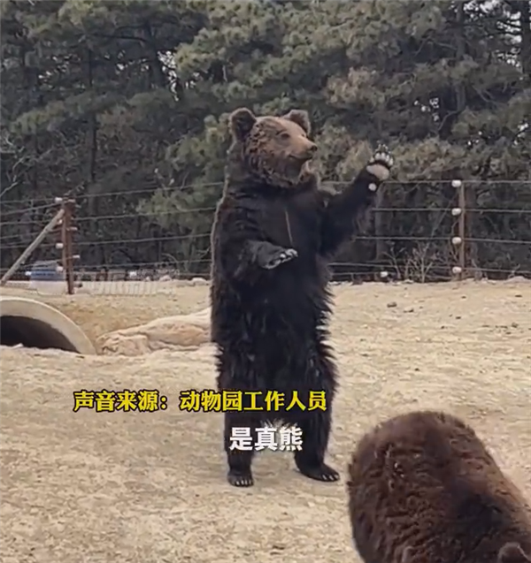 拼盘／动物园棕熊听游客呼唤站立举掌　网民质疑人扮