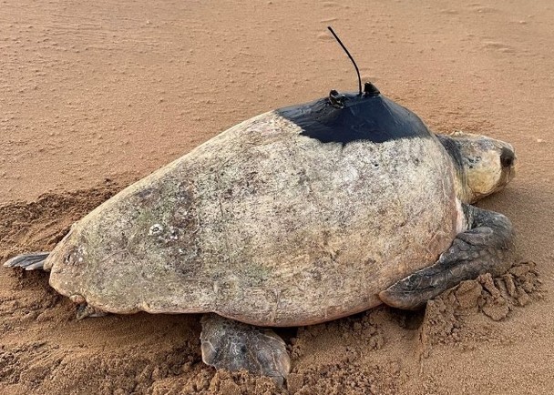拼盘／母海龟背上追踪器20年　协助保育濒危同类