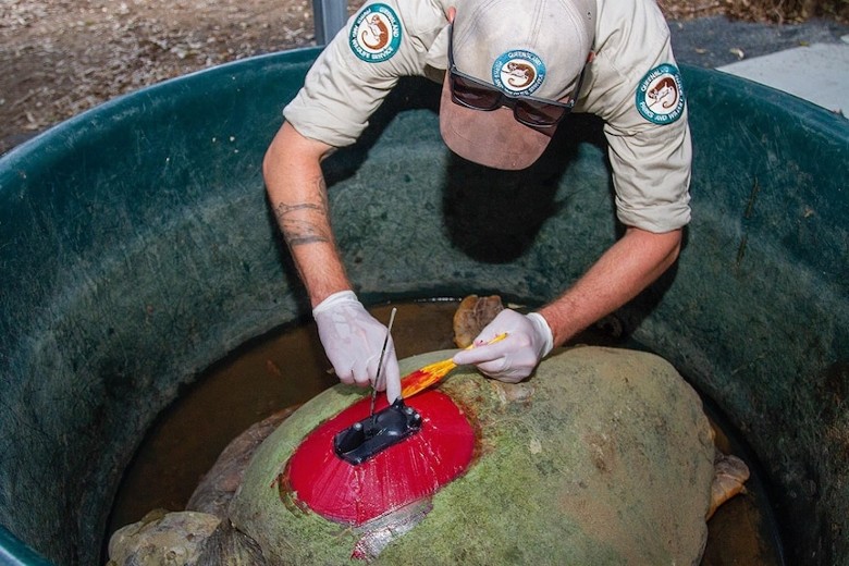 拼盘／母海龟背上追踪器20年　协助保育濒危同类