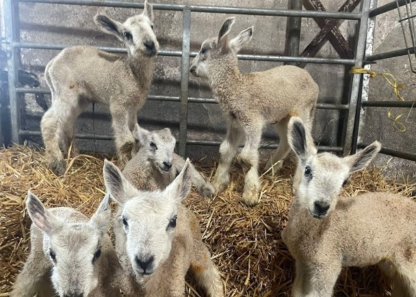 拼盘／母羊诞下6胞胎　牧场女见证罕有事例