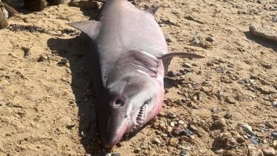 罕见砂锥齿鲨搁浅英国 遭割头尾鳍徒留躯干