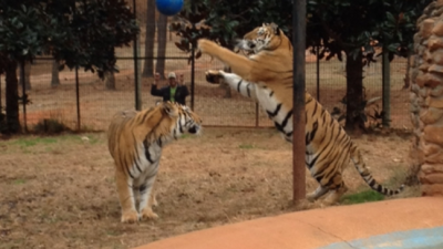 栅栏遭风灾破坏  动物园2虎趁机逃跑