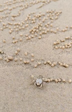 拼盘／螃蟹沙滩上“狂搓汤圆”！3秒做1颗...网揭谜样行为：它在进食