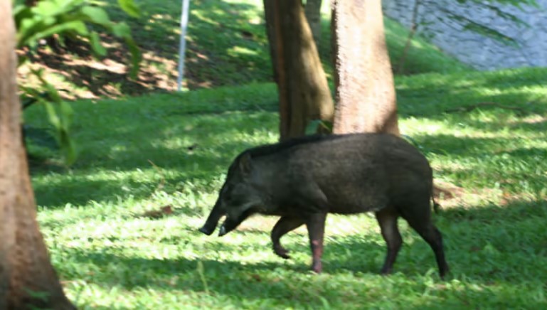 新加坡再添17野猪确诊非洲猪瘟 累计18起病例