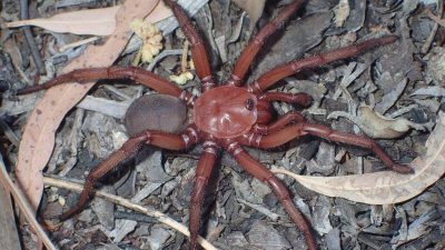新品种！ 澳洲发现超大型“活板门蛛”