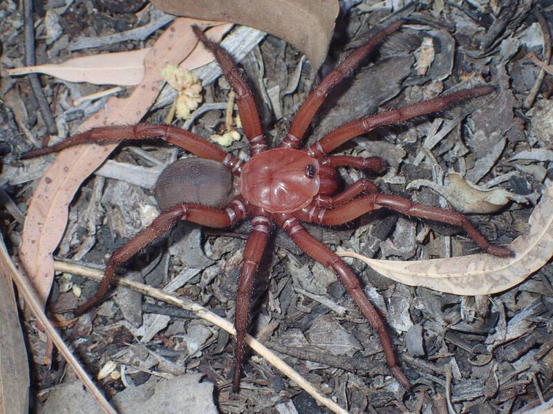 新品种！澳洲发现超大型“活板门蛛”