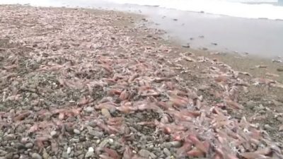 视频｜日本海岸惊见“大量乌贼”集体搁浅  景象吓坏网友：是地震吗？