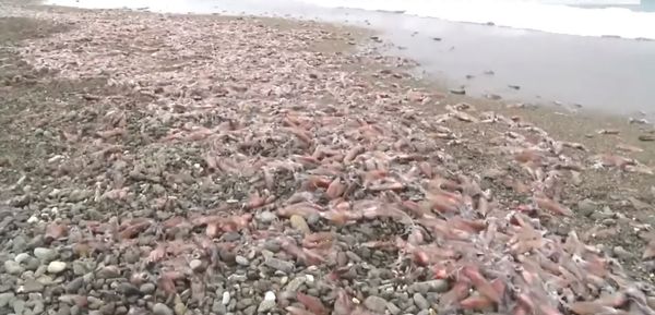 日本海岸惊见“大量乌贼”集体搁浅　景象吓坏网友：是地震吗？