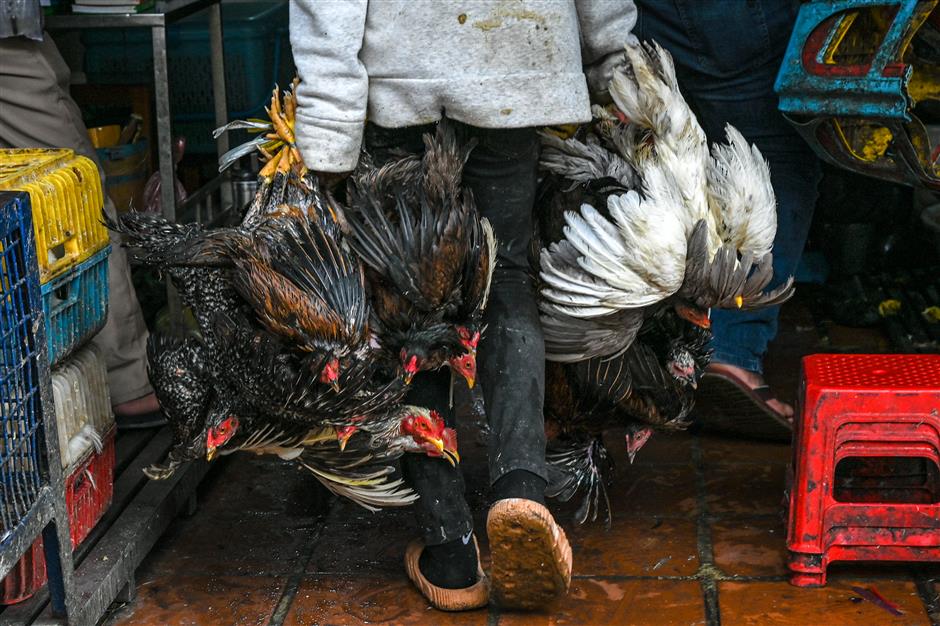 柬埔寨官员：未有禽流感人传人案例