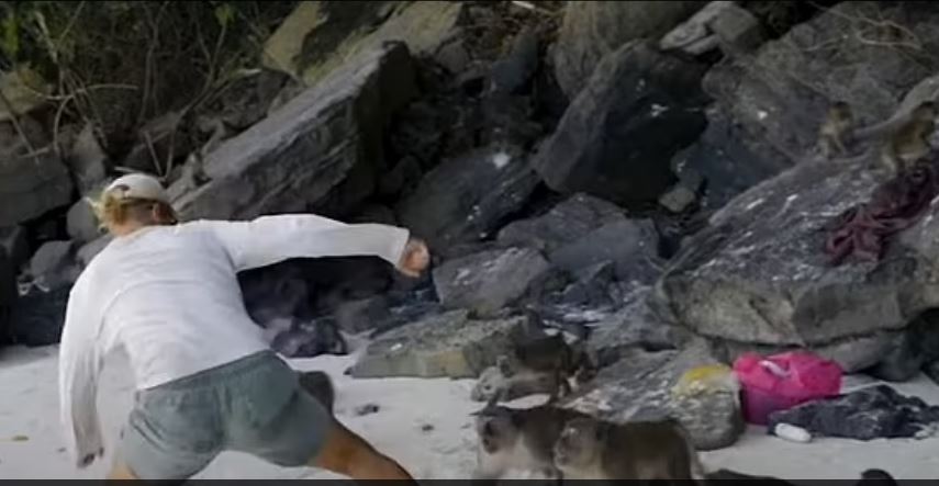 泰国海滩旅游　5岁童遭群猴攻击 　勇父「一打十」负伤救出爱子