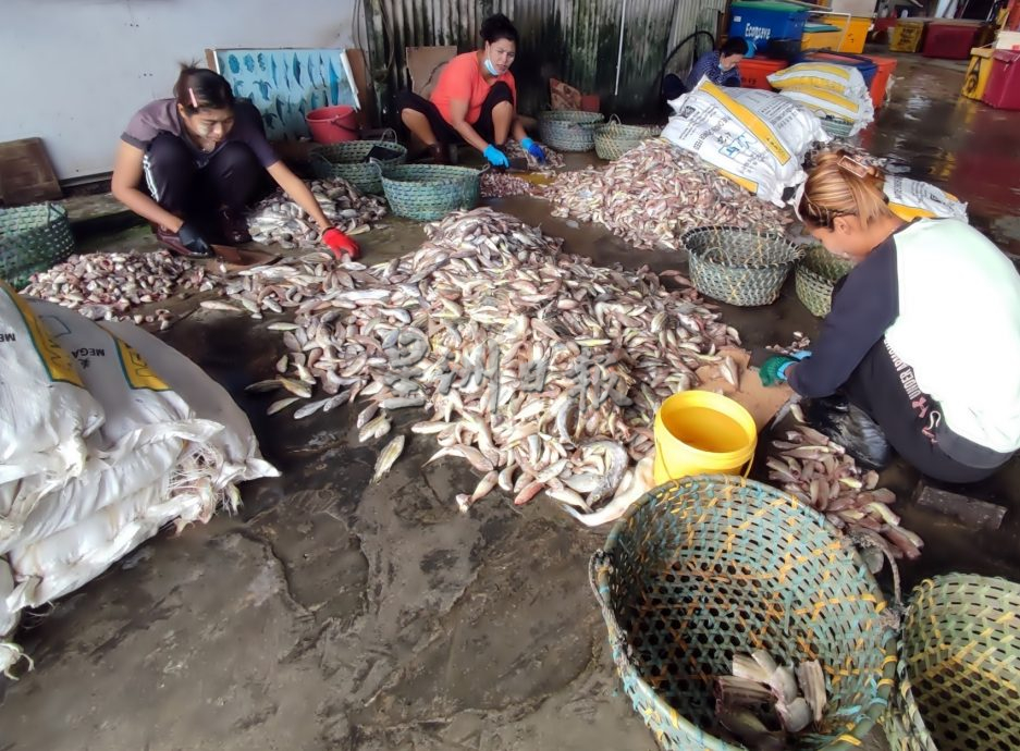 渔民渔商：不卖鸡腿鱼 警惕“漏网之鱼”免中毒 