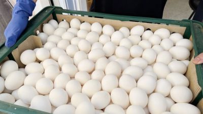 台月底进口逾500万颗澳洲蛋解蛋荒
