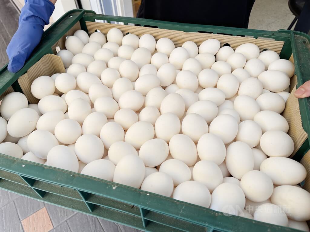 澳洲蛋下周来台解蛋荒 扩大自土泰菲进口