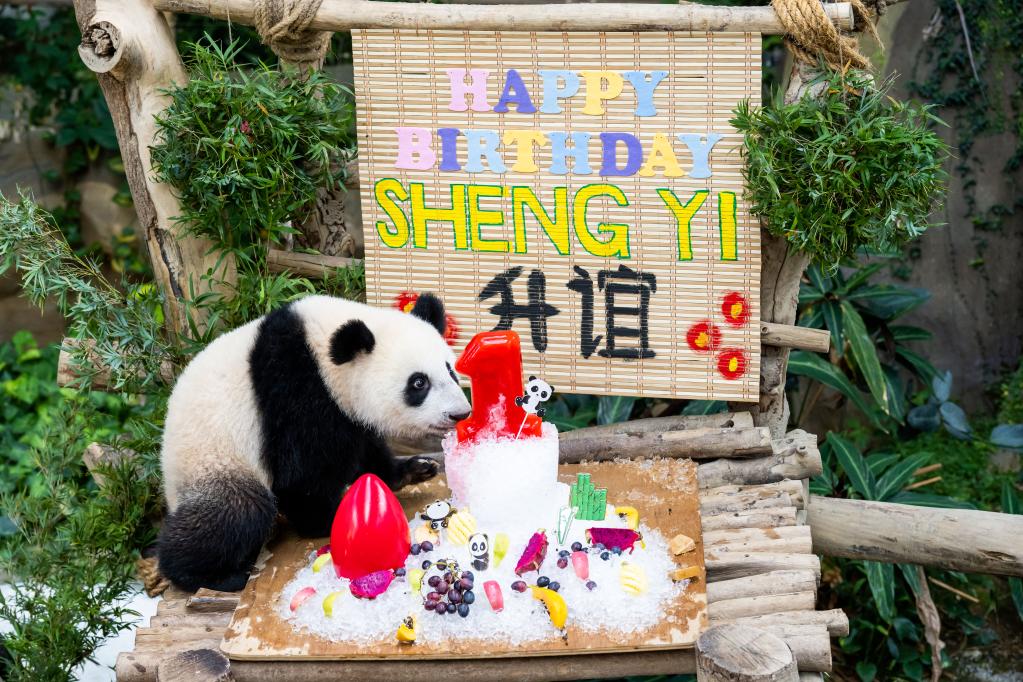熊猫“谊谊”和“升谊”即将回国 动物园“奶爸”宠上天 中国网民高呼“别回来！”