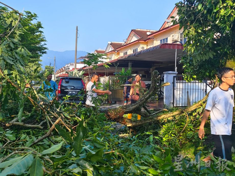 狂风暴雨袭太平 数地区树倒压毁房屋