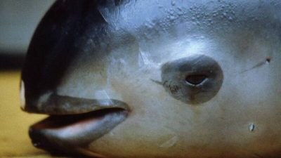未保护濒危加湾鼠海豚遭经济制裁 　　墨西哥大喊不公