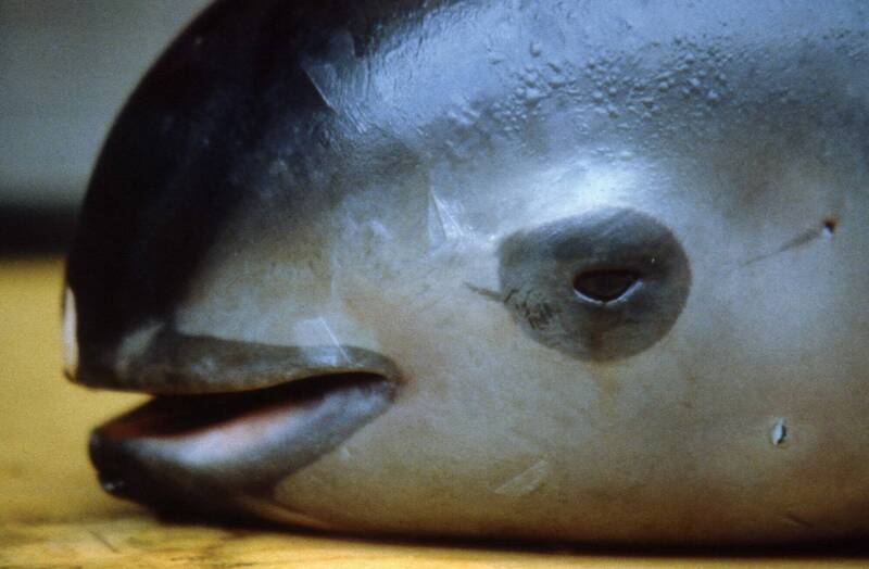 看世界／仅剩8头！ 墨西哥未保护濒危加湾鼠海豚遭经济制裁 当局大喊不公
