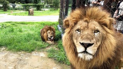 2狮遭饲育员传染冠病  日本首例非人类病殁