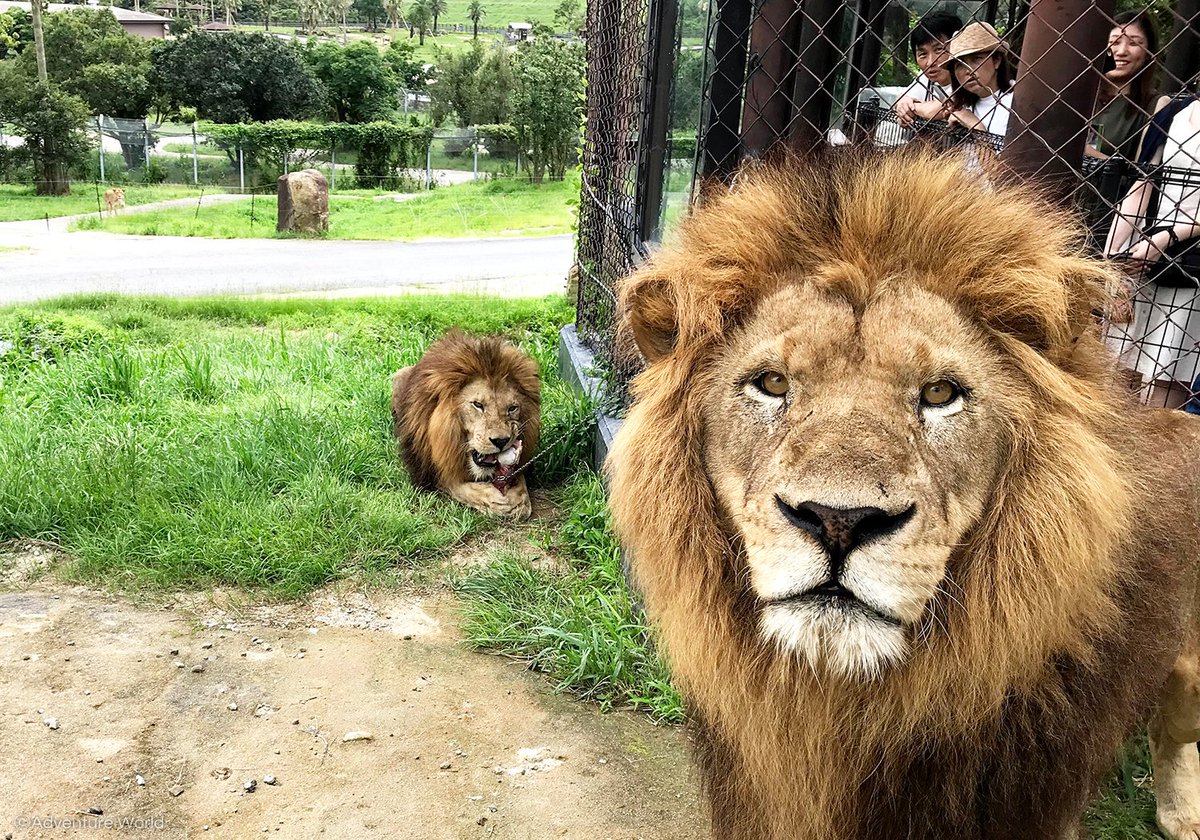 看世界／和歌山动物园“2狮染冠病亡”！遭饲育员传染　日首例非人类病殁