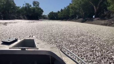 澳洲小镇河流  冲进数百万条死鱼