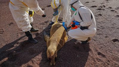 禽流感疫情波及 秘鲁海滩近3500头海狮暴毙