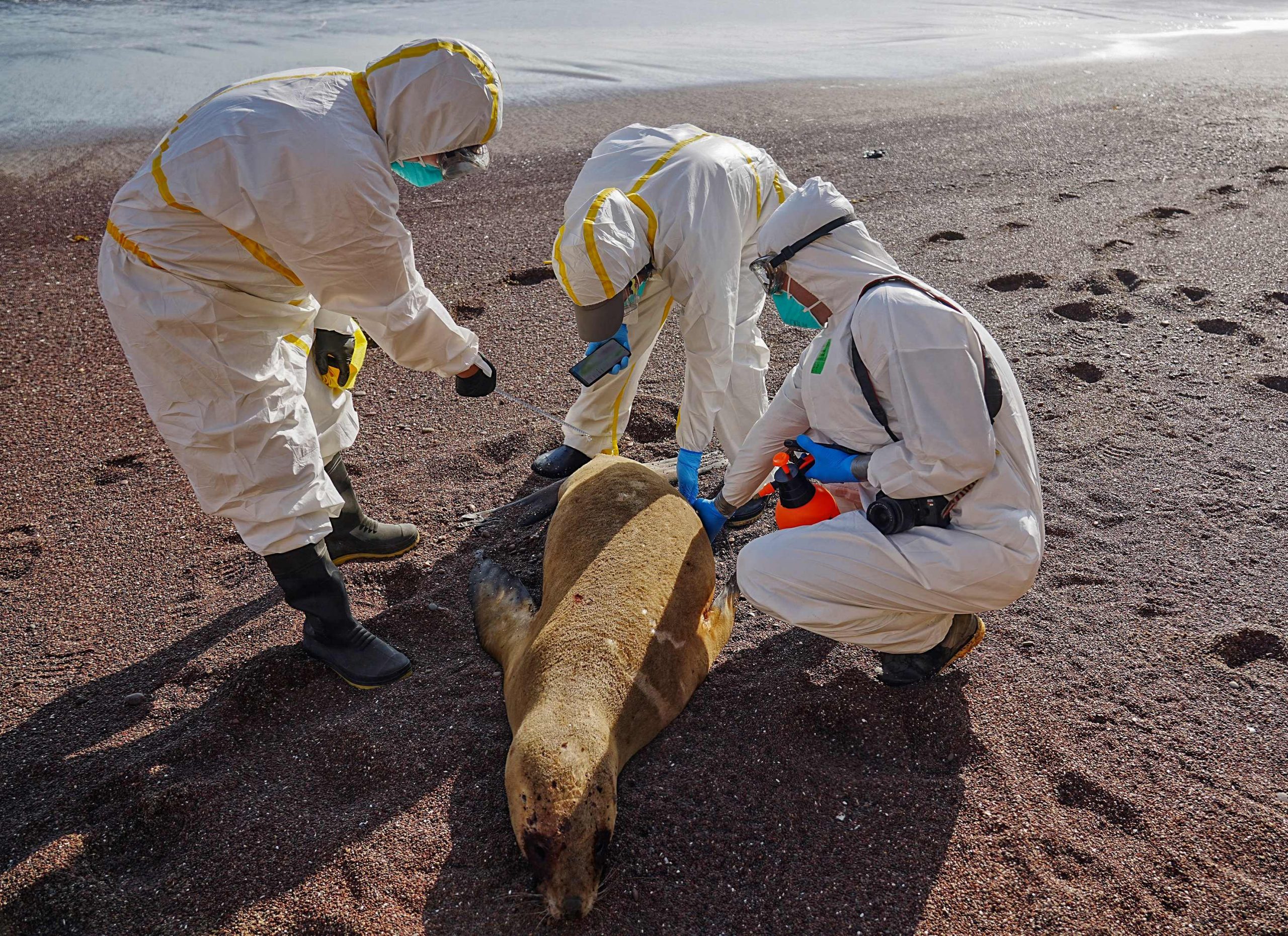 看世界／禽流感疫情波及 秘鲁海滩近3500头海狮暴毙