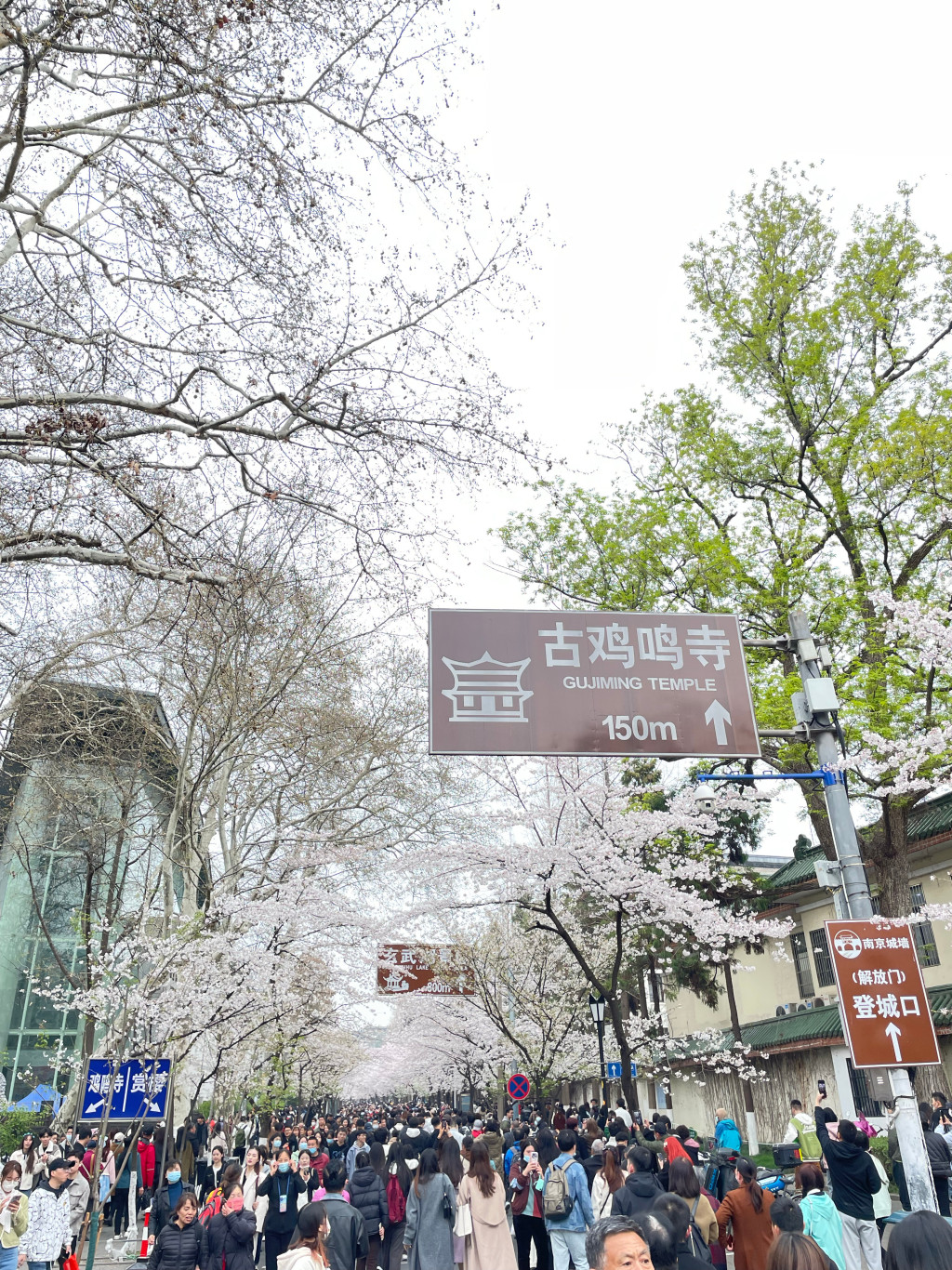 穿和服南京樱花树下拍照惹议 “不尊重历史”还是“穿衣自由？”