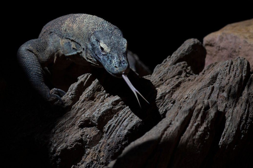 西班牙动物园孵化濒危科莫多龙 10年来首次成功