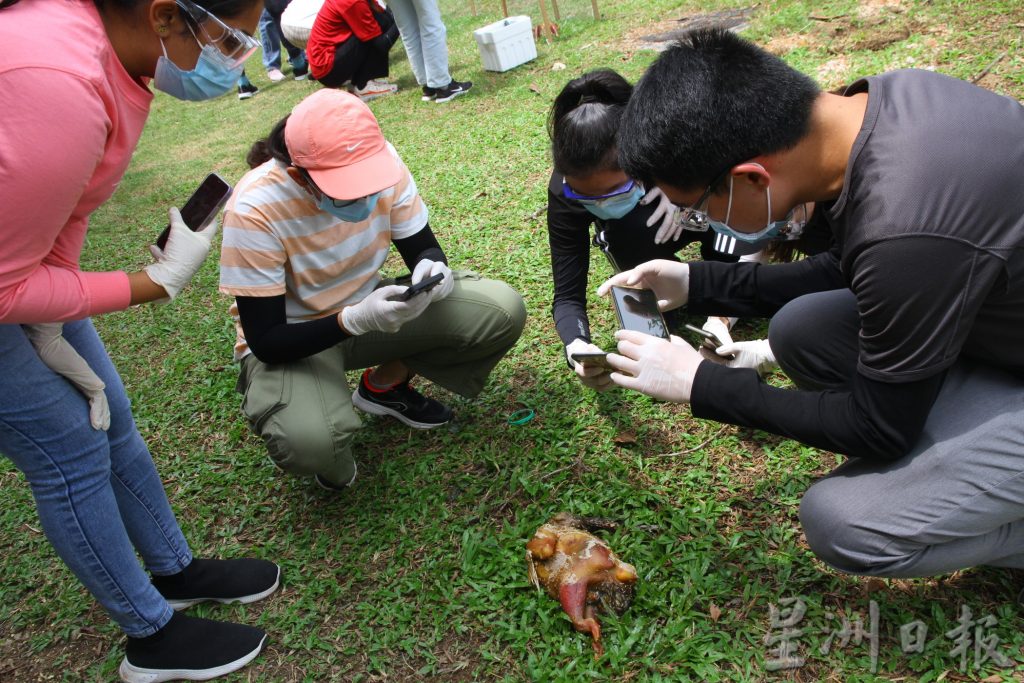 跟著苍蝇去破案 上一堂法医昆虫学实践课