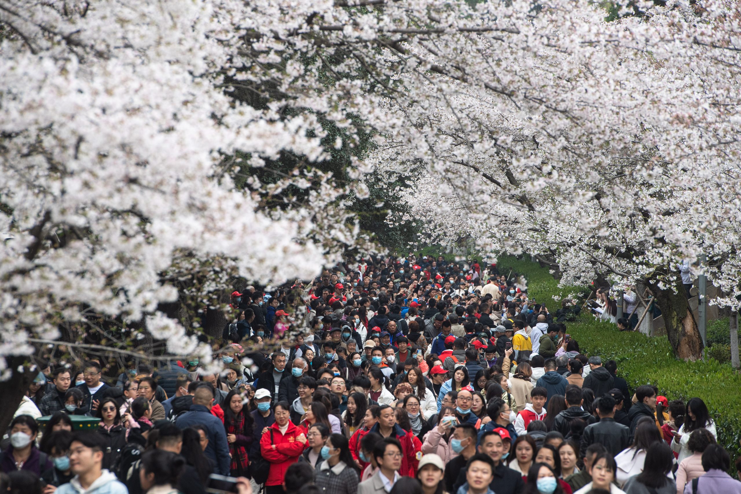 配头２图共　一图说　武汉大学邀请抗疫医护人员赏樱